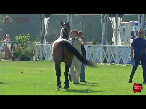 N.82 FEUER JADE - Chantilly 2018 AHO Breeders' Championship - 4 Years and Older Stallions