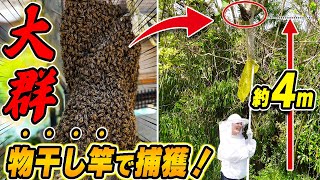 ミツバチの大群が大移動！？4mの高さに集合した蜂球を物干し竿で捕獲！