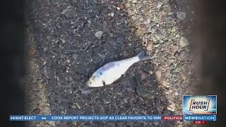 Fish fall from the sky during rainstorms in eastern Texas | Rush Hour