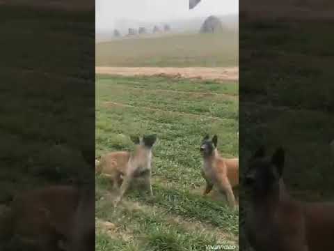 Dog train for high jump