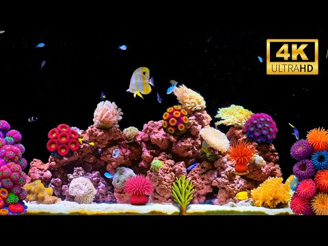 🧘‍♂️ 4K Aquarium Ambience No Music | Stunning Underwater Calm for Hours
