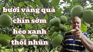 ⚠️ Warning: Fruit flies cause grapefruit to ripen early - wilt and rot in large numbers!