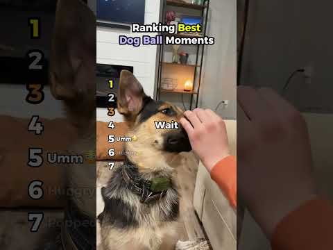 Ranking Best Dog Ball Moments