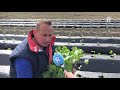 Proef met de Zuidlandse zoete aardappel van Voorne-Putten