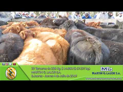 04-07-19  - Venta de Machos - Martín G. Lalor - Benito Juarez