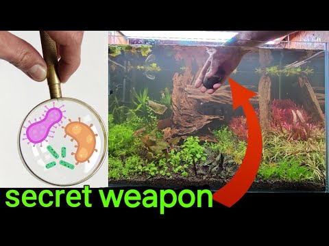 How to cycle an aquarium FAST? Get FREE beneficial bacteria EASY!