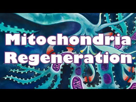 ❉ Mitochondrien-Verjüngung! ~ Hohe Energie + Beste Gesundheit + Verjüngung ~ Meeresgeräusche