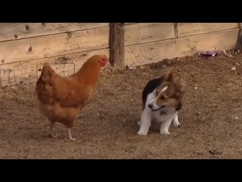 A Corgi and chicken square off in the least brutal fight you'll ever see.