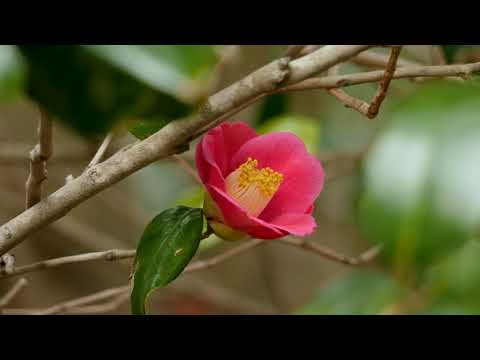 【利島】東京宝島への旅 "TOKYO TREASURE ISLANDS"