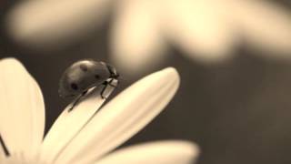 Sweet Sixteen: Sang By Arthur Mitchell