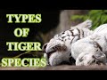 Types Of Tigers In The World Animal Globe