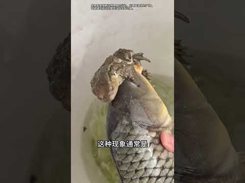 一口氣分享科普18種魚你都認識幾種呢？ #神奇動物在 #科普 #魚 #水產 #漲知識