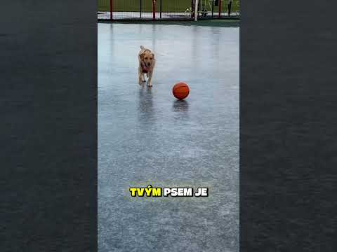 Jaký Pes Se K Tobě Hodí Podle Tvého Sportu? 🏆🐶 #shorts