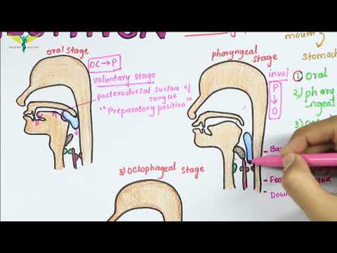 Deglutition or Swallowing | Physiology