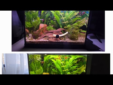 Porównanie światła białego z WRGB#Full Spektrum #Belka #Akwarium#Hobby# #aquascapegallery#aquarium#