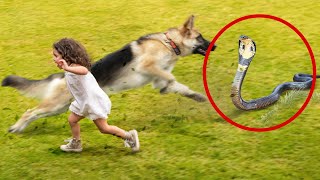 Animais heróis que salvaram vidas humanas #7