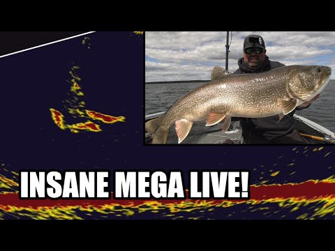 Best Mega-Live Footage Ever Captured?? | Big Lake Trout Action!