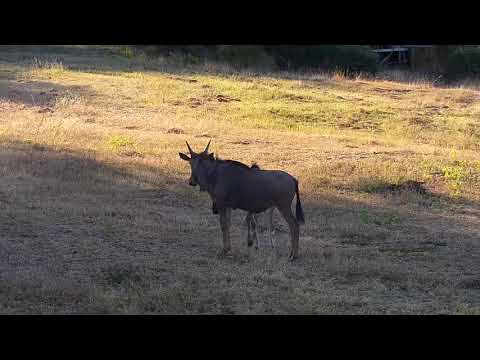 Djuma: Wildebeest herd - 16:57 - 05/16/21
