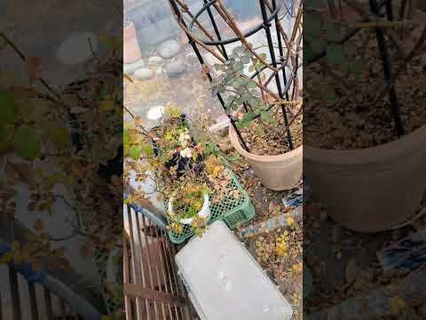 バラの茂みを霜から守るにはどうすればよいですか？植物が冬を乗り切るためのヒントとコツ  庭園