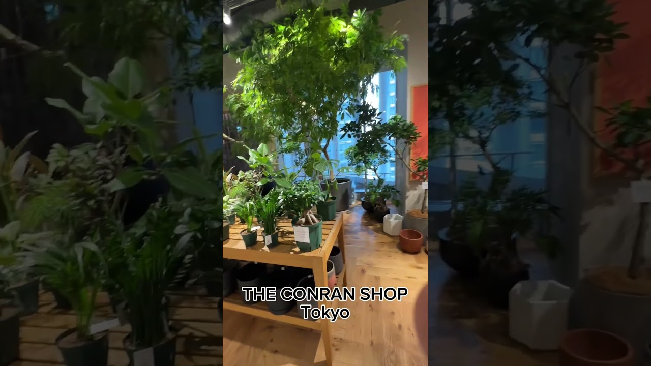 THE CONRAN SHOP Tokyoにてcotohaのcotosoil(土を使わない衛生的な植物)が購入できます！
