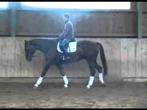 Federspiel - Dressurnachwuchs