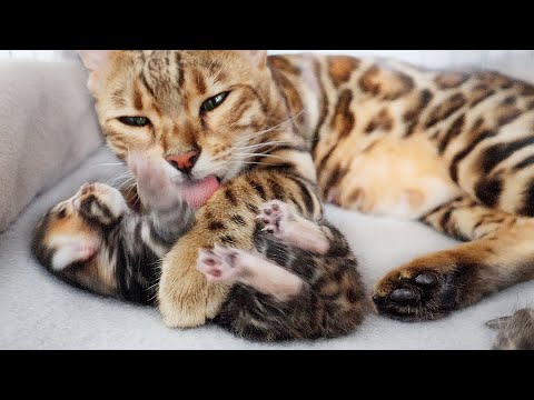 Mother Cat Forces her little kittens to get Cleaned