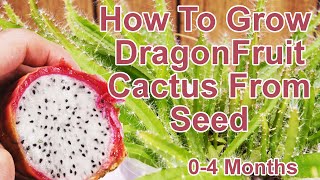 How To Grow Dragon Fruit From Seeds