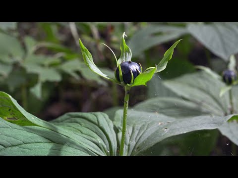 Einbeere - die alte Pestbeere