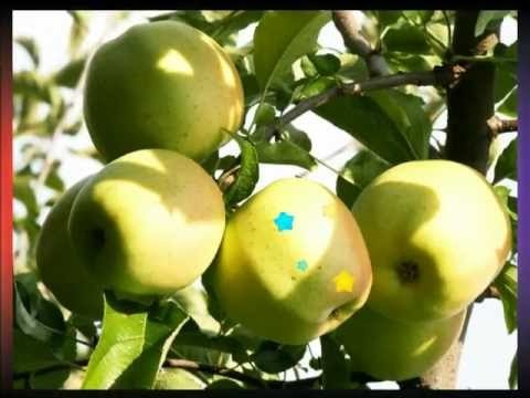 "WISIT JABŁKO" - (Prymaki)