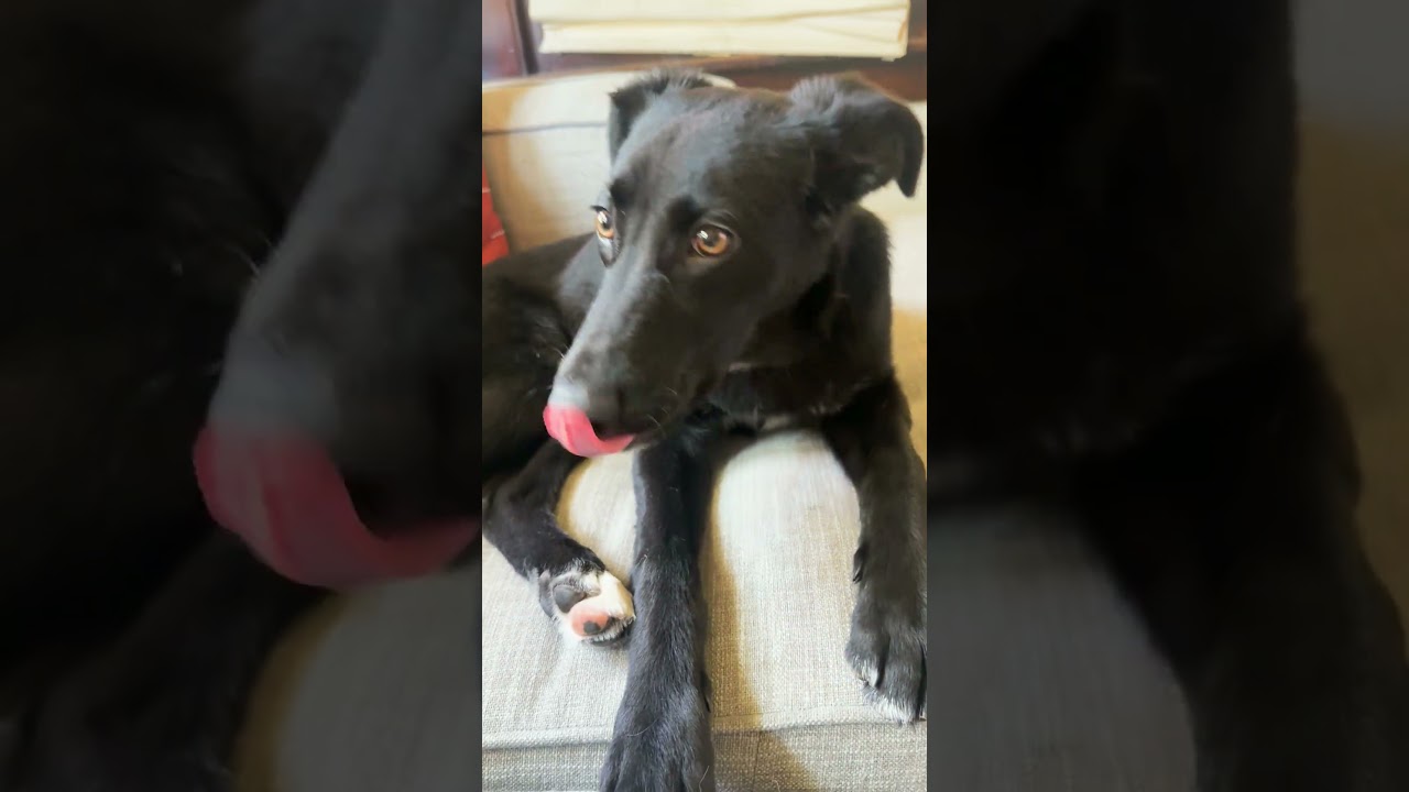 Jazz - adopted, an adopted mixed breed in Minneapolis, MN video 6/6