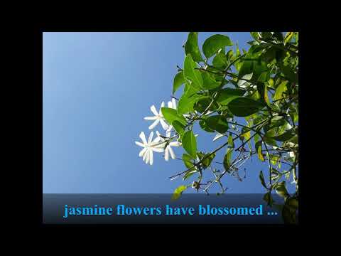 Mogra Fulala cover | Pradipta