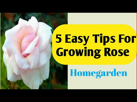 download lagu mp3 mp4 English Rose Logo, download lagu English Rose Logo gratis, unduh video klip English Rose Logo