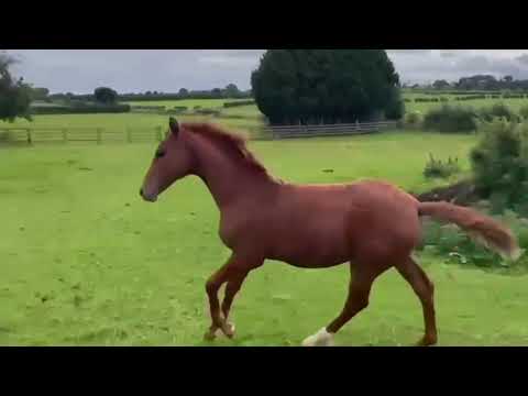 Filly foal - ISH - Image 2