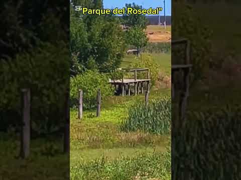 Conocías este paraíso en Durazno? 🇺🇾 Grutas del Rosedal       #shorts