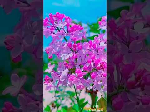 jokhon Tumhari jokhon Samne Dekhi Laagi ko to Bhalo# Babul Supriyo#love #song #video #viral