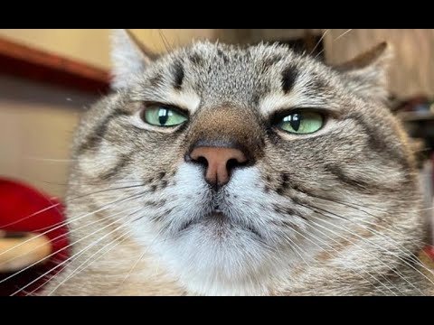 Mentalium | Gameplay trailer | Geometry Dash 2.2