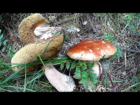 Гриби Білі в Карпатах, І в горах пішли Підпеньки /White mushrooms in the Carpathians