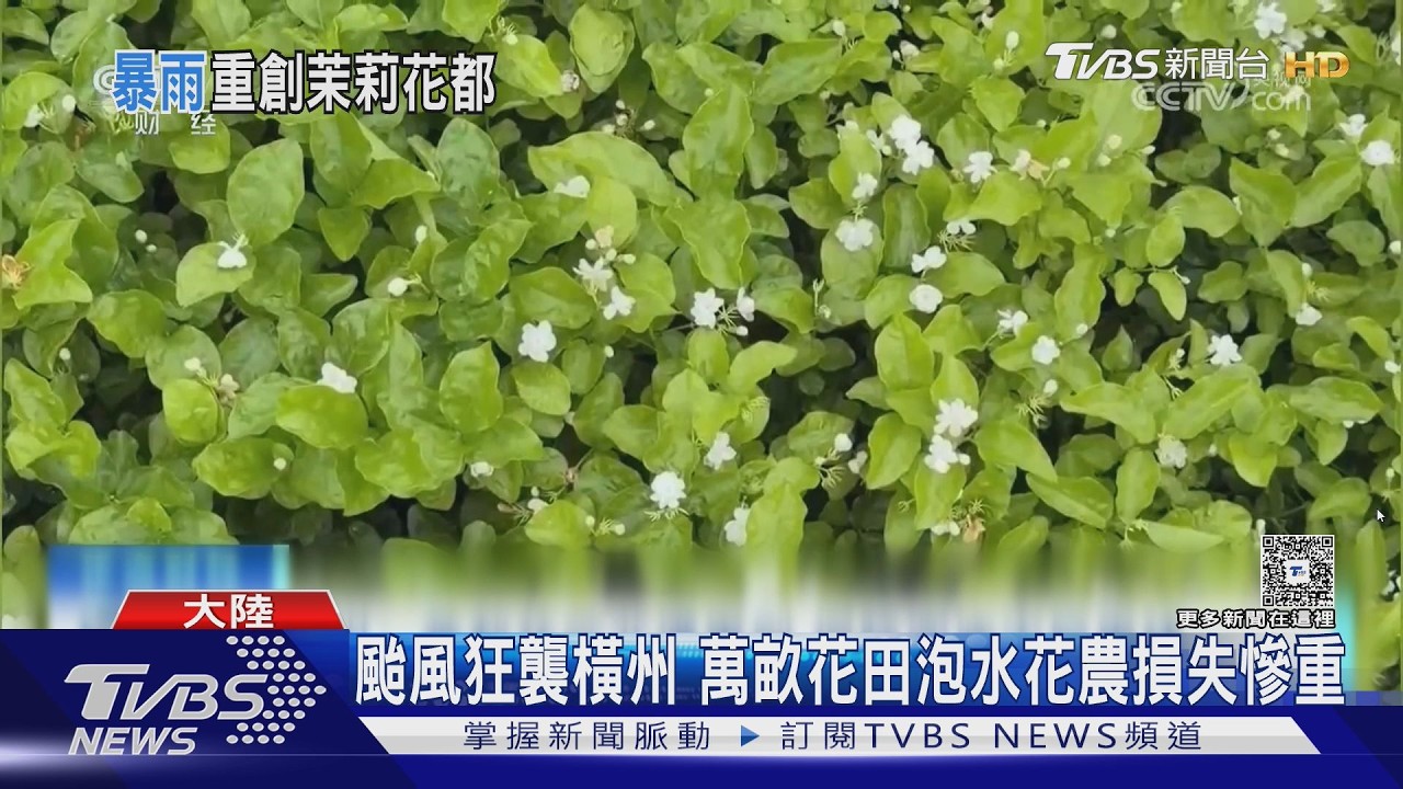 影音/颱風梅莎重創「茉莉花之鄉」!萬畝花田泡水 茶飲供應鏈恐斷鏈