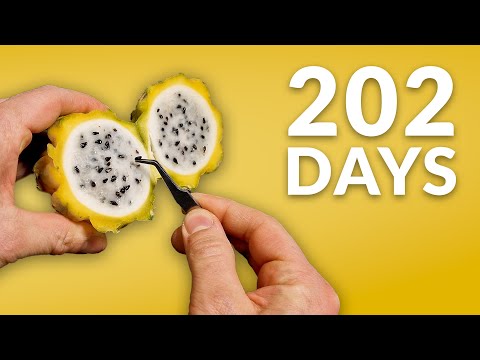 Dragon fruit cactus time-lapse