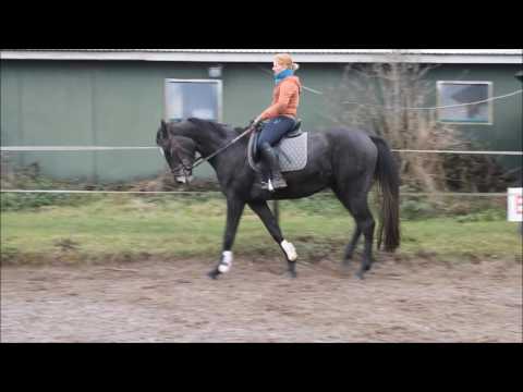 3 jährige Holsteiner Stute von Cormint 2016