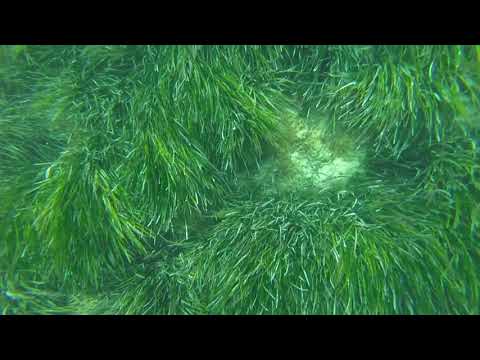 Marsascala Family Swim 2019.07.21