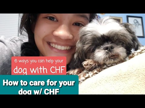 How to help your dog with congestive heart failure 💔