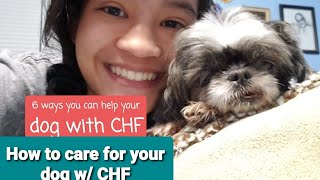 How to help your dog with congestive heart failure 💔