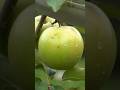 Green Apple Cutting ASMR Sounds Asmr Fruitcutting Asmrsounds Satisfying Shorts Fruitasmr