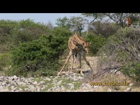 Namibia erleben / Teil 13 - Pirschfahrt in der Etosha Pfanne