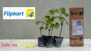 Grape Plant Packing For Online Selling -"How to Packing Plant for Flipkart" #packing for online
