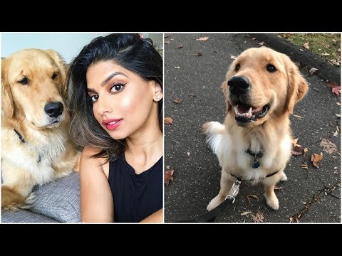 The TRUTH about owning a DOG!