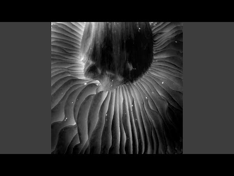 November Permanent / Nachtjunge