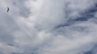 CRUEL / Snakeships ft. Zayn (Ta Ku Remix) C O V E R