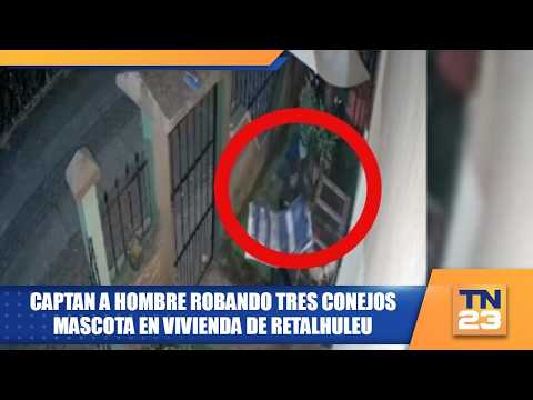 Captan a hombre robando tres conejos mascota en vivienda de Retalhuleu